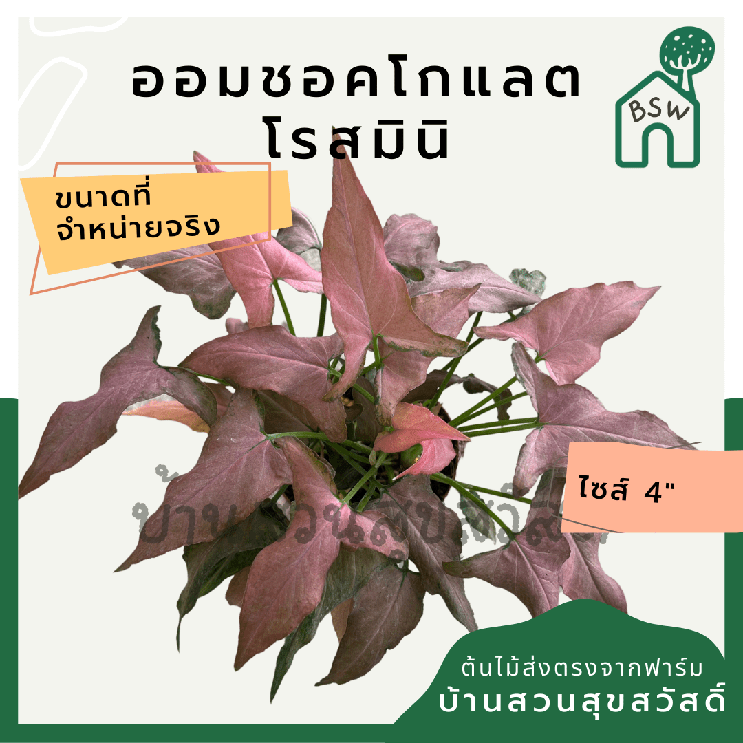 ออมช็อกโกแลตโรสมินิ (Syngonium Podophyllum 'Rose Mini') ไม้มงคลในกระถาง 5 - 6 นิ้ว - Pamathegardener