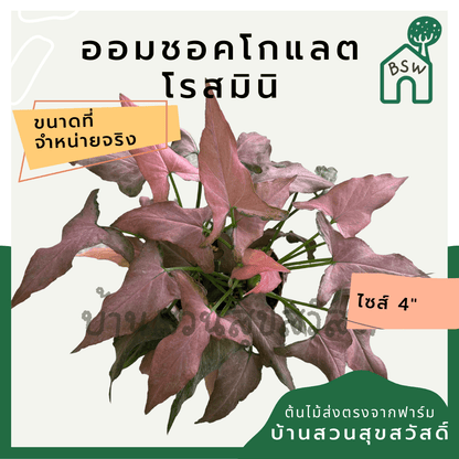 ออมช็อกโกแลตโรสมินิ (Syngonium Podophyllum 'Rose Mini') ไม้มงคลในกระถาง 5 - 6 นิ้ว - Pamathegardener