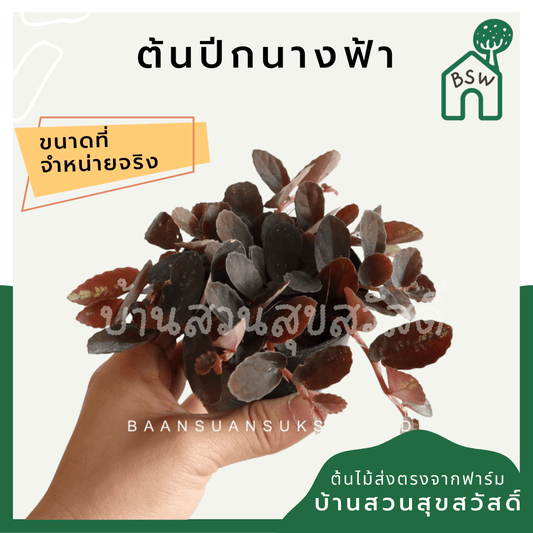 ปีกนางฟ้า (Syngonium Podophyllum 'White Butterfly') ไม้มงคลในกระถาง 3 นิ้ว - Pamathegardener