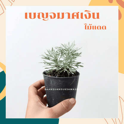เบญจมาศเงิน (Tanacetum Parthenium) ไม้ดอกทรงพุ่มในกระถาง 3 นิ้ว - Pamathegardener
