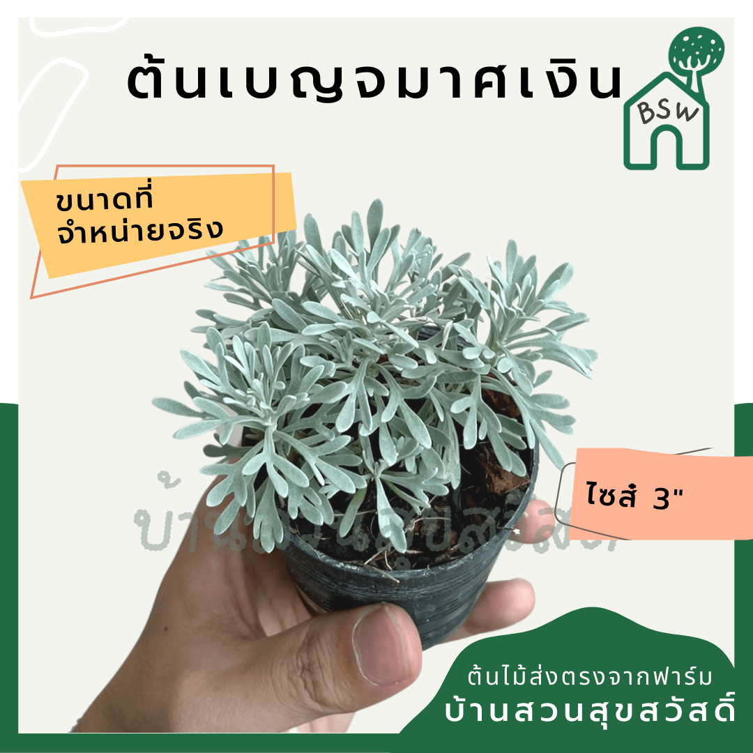เบญจมาศเงิน (Tanacetum Parthenium) ไม้ดอกทรงพุ่มในกระถาง 3 นิ้ว - Pamathegardener