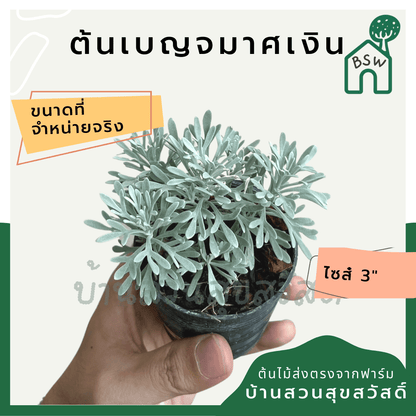 เบญจมาศเงิน (Tanacetum Parthenium) ไม้ดอกทรงพุ่มในกระถาง 3 นิ้ว - Pamathegardener