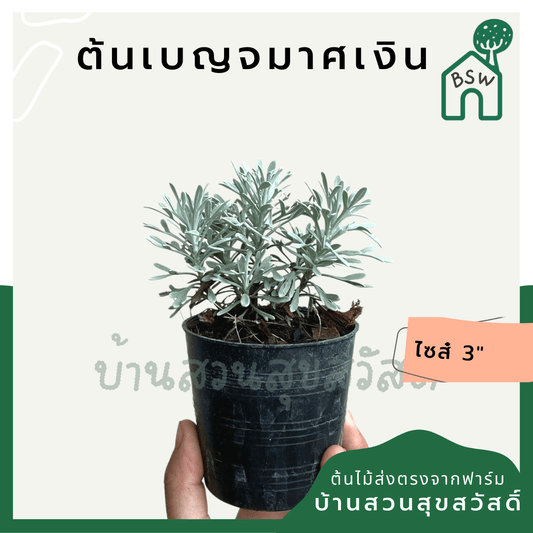เบญจมาศเงิน (Tanacetum Parthenium) ไม้ดอกทรงพุ่มในกระถาง 3 นิ้ว - Pamathegardener