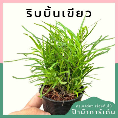 ต้นไม้มงคล ไม้ฟอกอากาศ ต้นใหญ่ รากแน่น ต้นไม้เสริมดวง