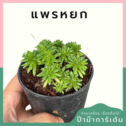ต้นไม้มงคล ไม้ฟอกอากาศ ต้นใหญ่ รากแน่น ต้นไม้เสริมดวง