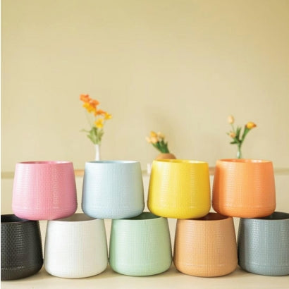 [ssp] เบลล่า 11 นิ้ว