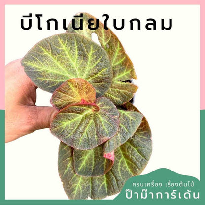 ต้นไม้มงคล ไม้ฟอกอากาศ ต้นใหญ่ รากแน่น ต้นไม้เสริมดวง