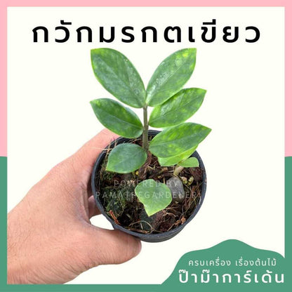 ต้นไม้มงคล ไม้ฟอกอากาศ ต้นใหญ่ รากแน่น ต้นไม้เสริมดวง
