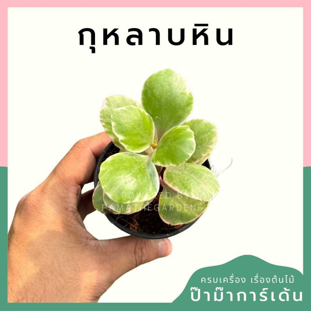 ต้นไม้มงคล ไม้ฟอกอากาศ ต้นใหญ่ รากแน่น ต้นไม้เสริมดวง