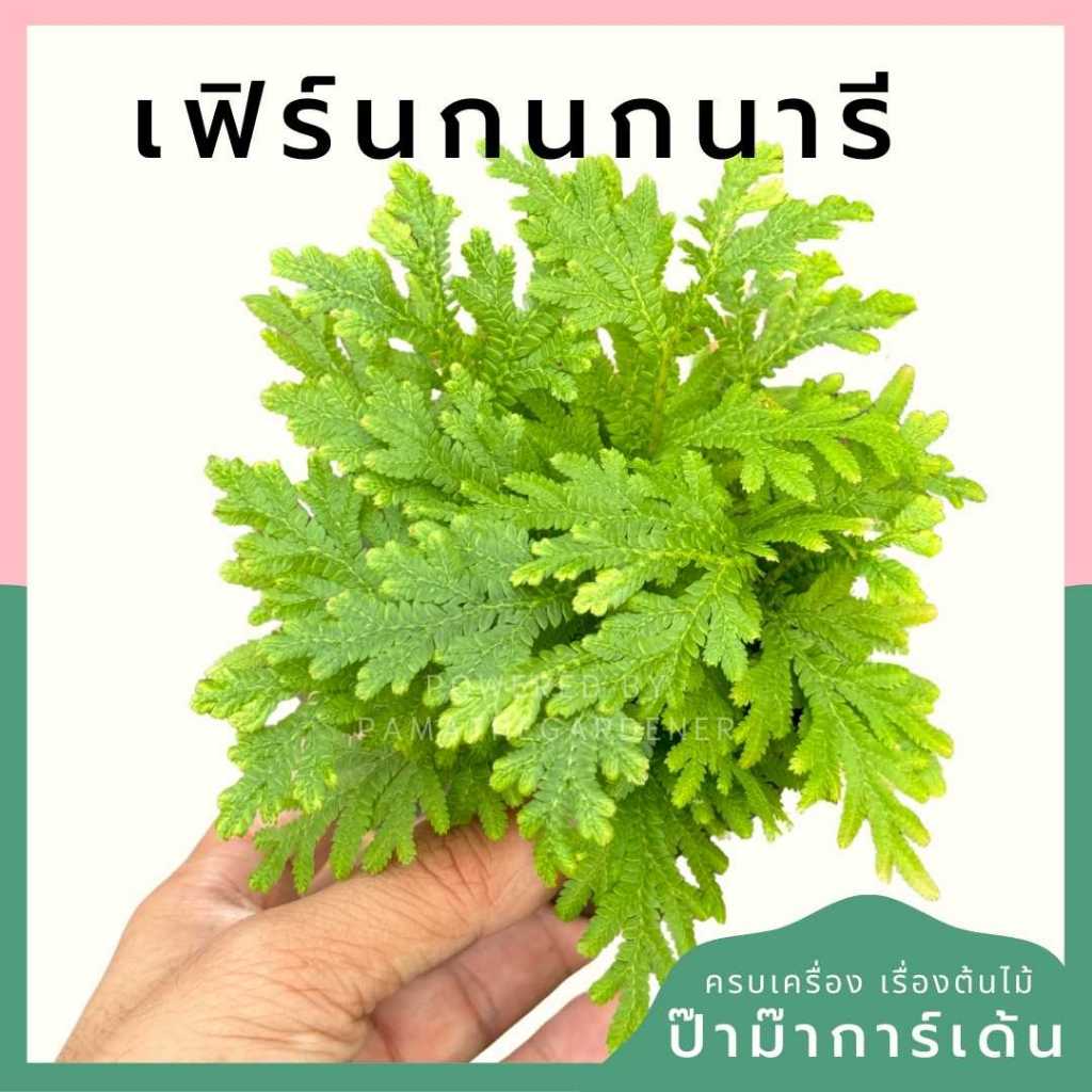 ต้นไม้มงคล ไม้ฟอกอากาศ ต้นใหญ่ รากแน่น ต้นไม้เสริมดวง