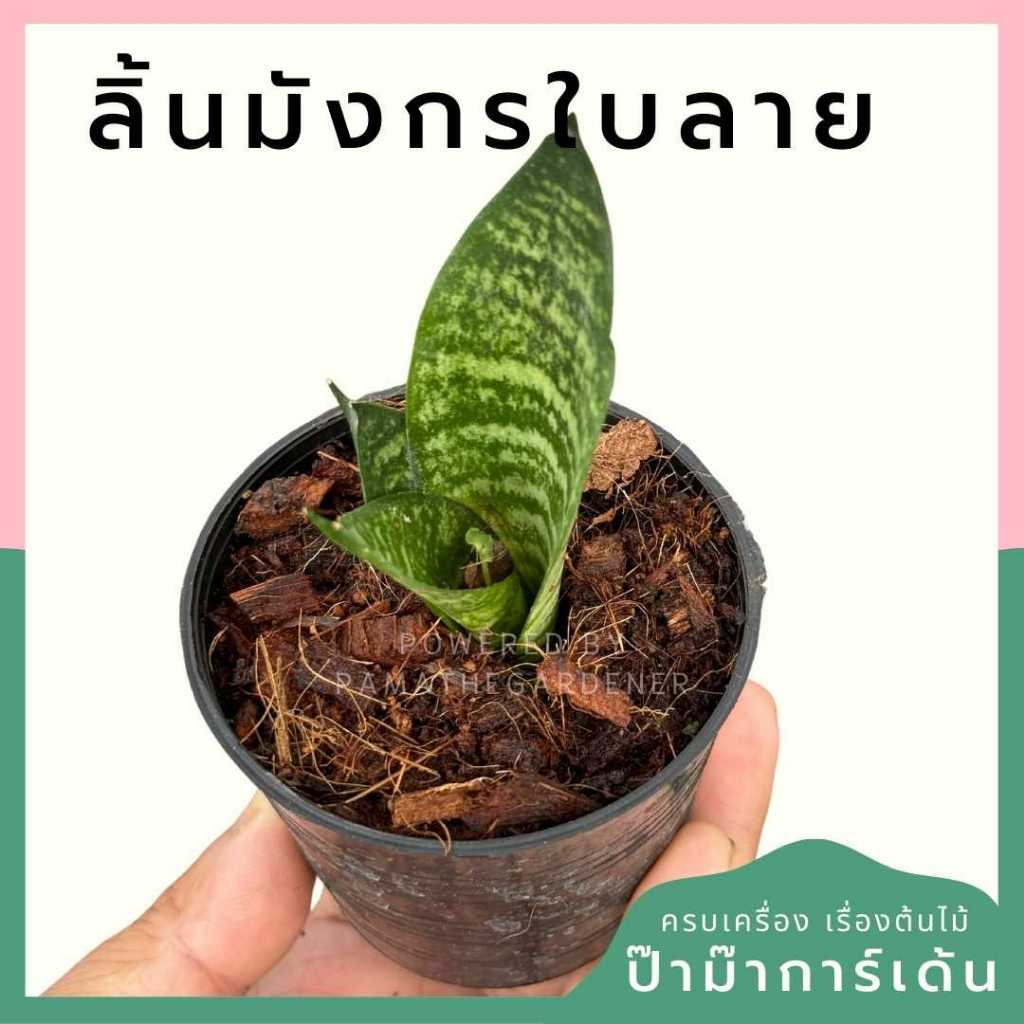 ต้นไม้มงคล ไม้ฟอกอากาศ ต้นใหญ่ รากแน่น ต้นไม้เสริมดวง