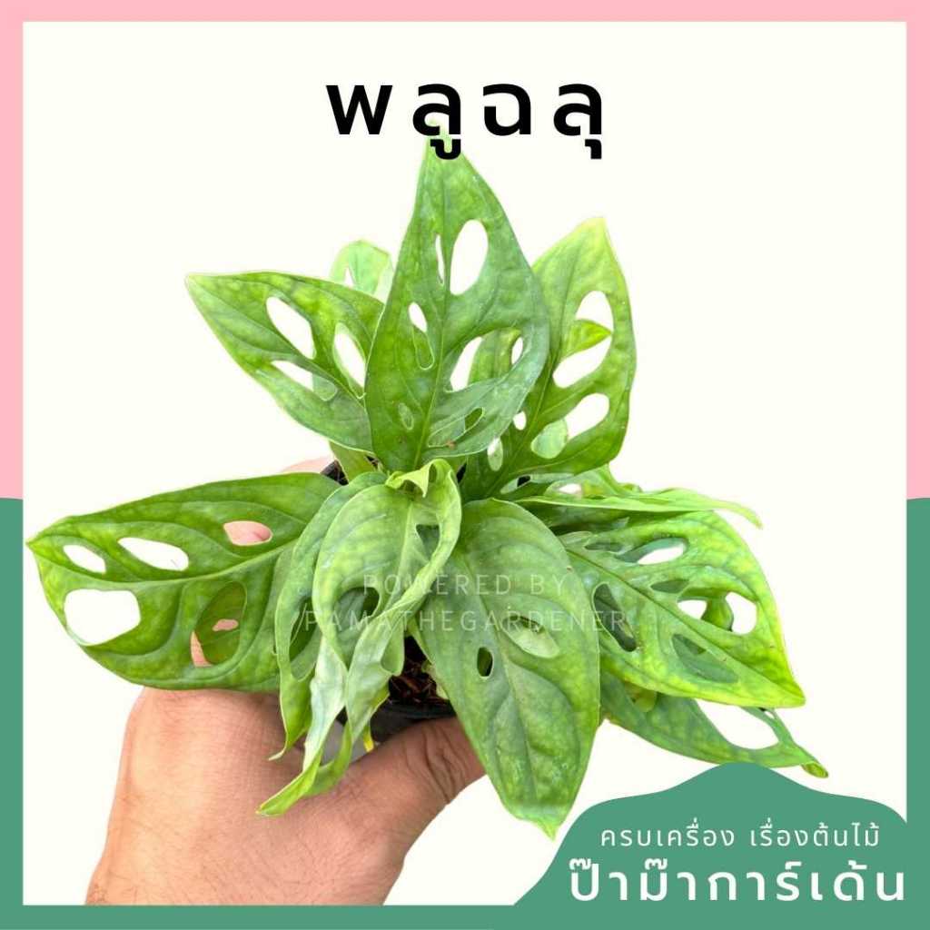 ต้นไม้มงคล ไม้ฟอกอากาศ ต้นใหญ่ รากแน่น ต้นไม้เสริมดวง