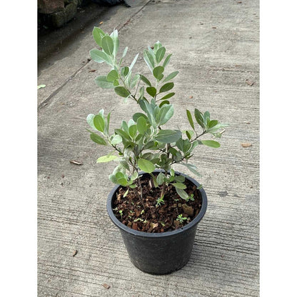 กระดุมเงิน กระถาง 8 นิ้ว