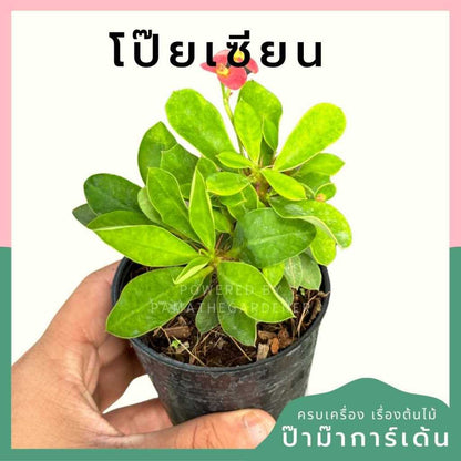 ต้นไม้มงคล ไม้ฟอกอากาศ ต้นใหญ่ รากแน่น ต้นไม้เสริมดวง