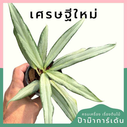 ต้นไม้มงคล ไม้ฟอกอากาศ ต้นใหญ่ รากแน่น ต้นไม้เสริมดวง