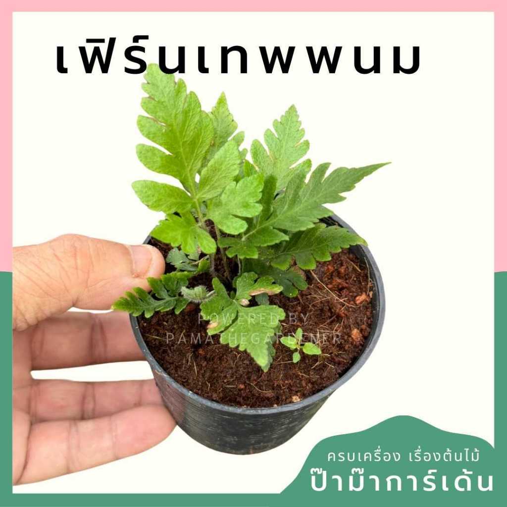 ต้นไม้มงคล ไม้ฟอกอากาศ ต้นใหญ่ รากแน่น ต้นไม้เสริมดวง