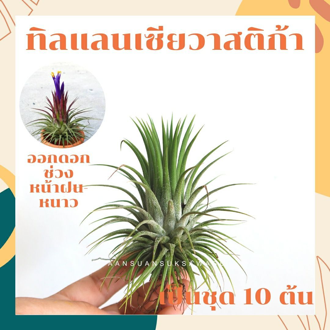 ทิลแลนเซีย ดูอิท (Tillandsia 'Dui - it') แอร์แพลนท์ ชุด 10 ต้น - Pamathegardener