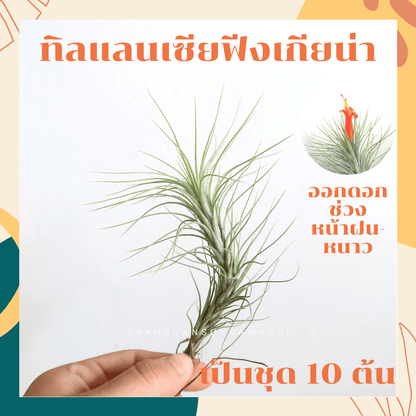 ทิลแลนเซีย ฟังเกียน่า (Tillandsia 'Fungiana') แอร์แพลนท์ ชุด 10 ต้น - Pamathegardener