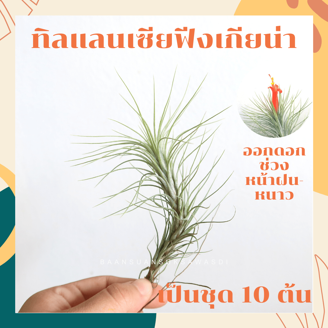 ทิลแลนเซีย ฟังเกียน่า (Tillandsia 'Fungiana') แอร์แพลนท์ ชุด 10 ต้น - Pamathegardener