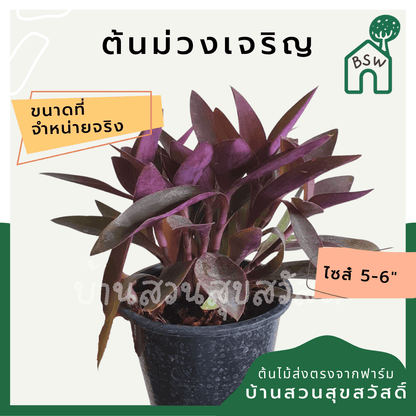 หัวใจม่วง (Tradescantia Pallida) ไม้ประดับสีสวยในกระถาง 5 - 6 นิ้ว - Pamathegardener