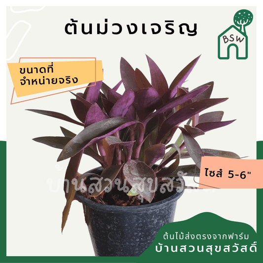 หัวใจม่วง (Tradescantia Pallida) ไม้ประดับสีสวยในกระถาง 5 - 6 นิ้ว - Pamathegardener