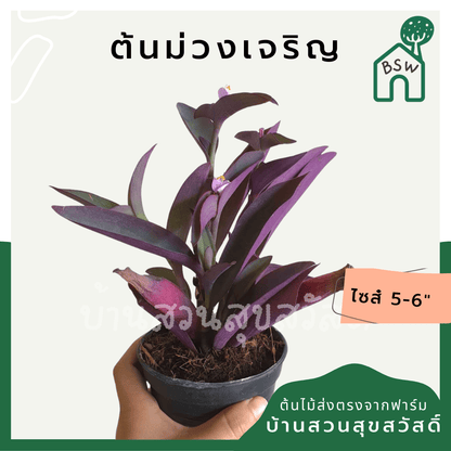 หัวใจม่วง (Tradescantia Pallida) ไม้ประดับสีสวยในกระถาง 5 - 6 นิ้ว - Pamathegardener