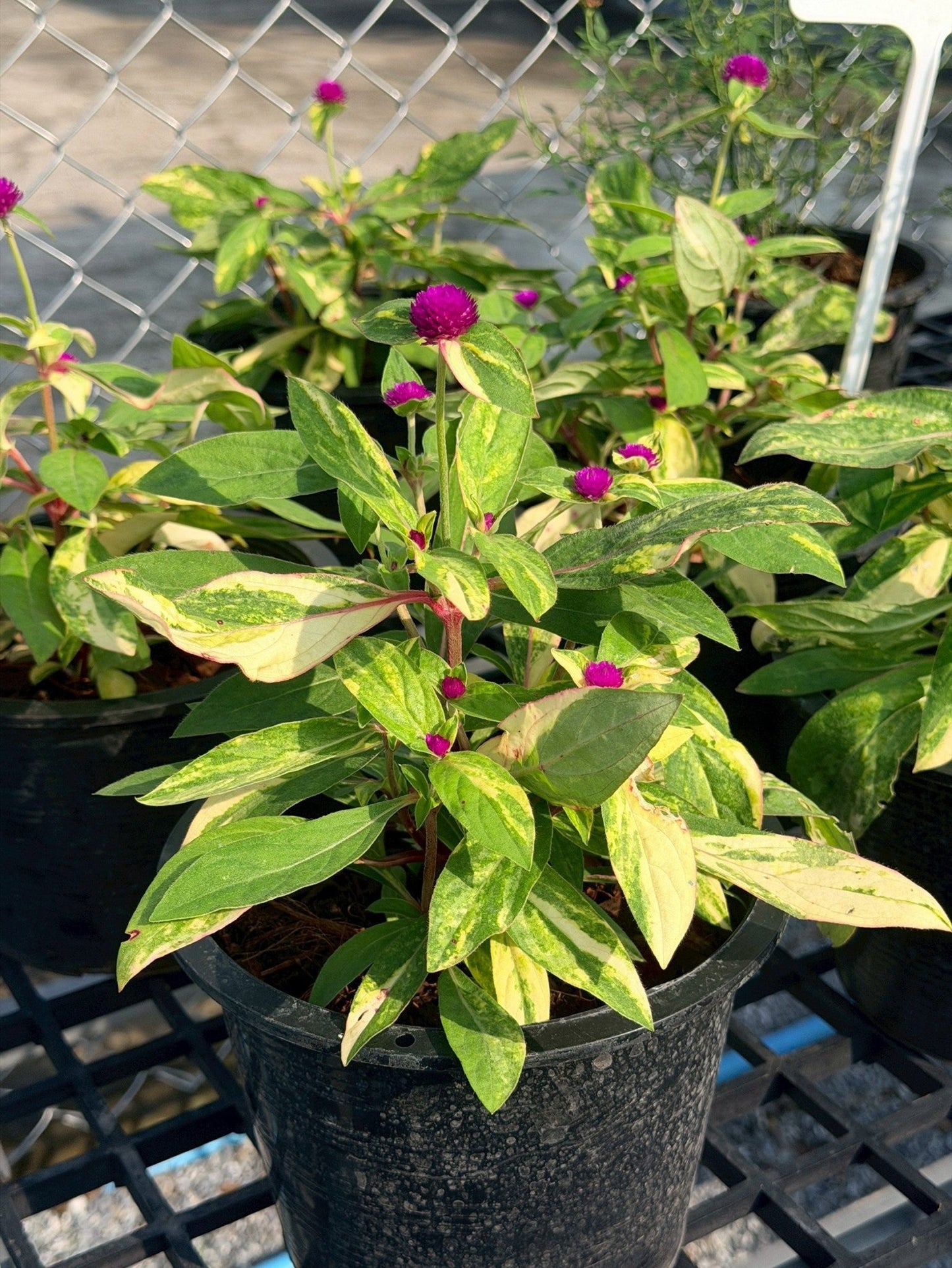 บานไม่รู้โรยด่าง (Variegated Globe Amaranth) กระถาง 6 นิ้ว - Pamathegardener
