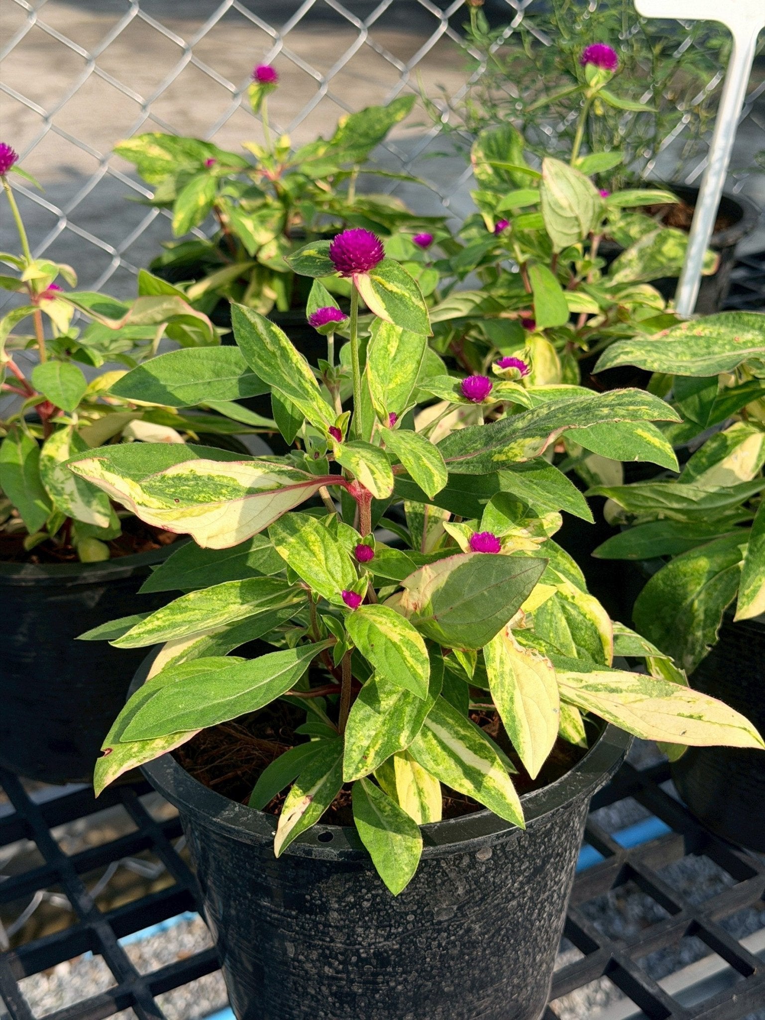 บานไม่รู้โรยด่าง (Variegated Globe Amaranth) กระถาง 6 นิ้ว - Pamathegardener