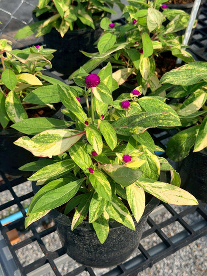 บานไม่รู้โรยด่าง (Variegated Globe Amaranth) กระถาง 6 นิ้ว - Pamathegardener