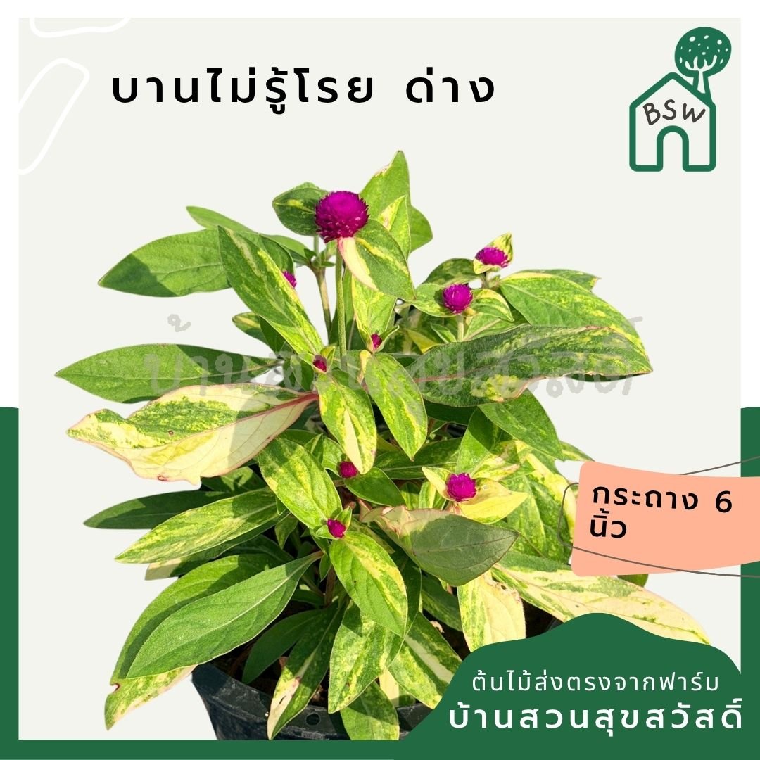 บานไม่รู้โรยด่าง (Variegated Globe Amaranth) กระถาง 6 นิ้ว - Pamathegardener