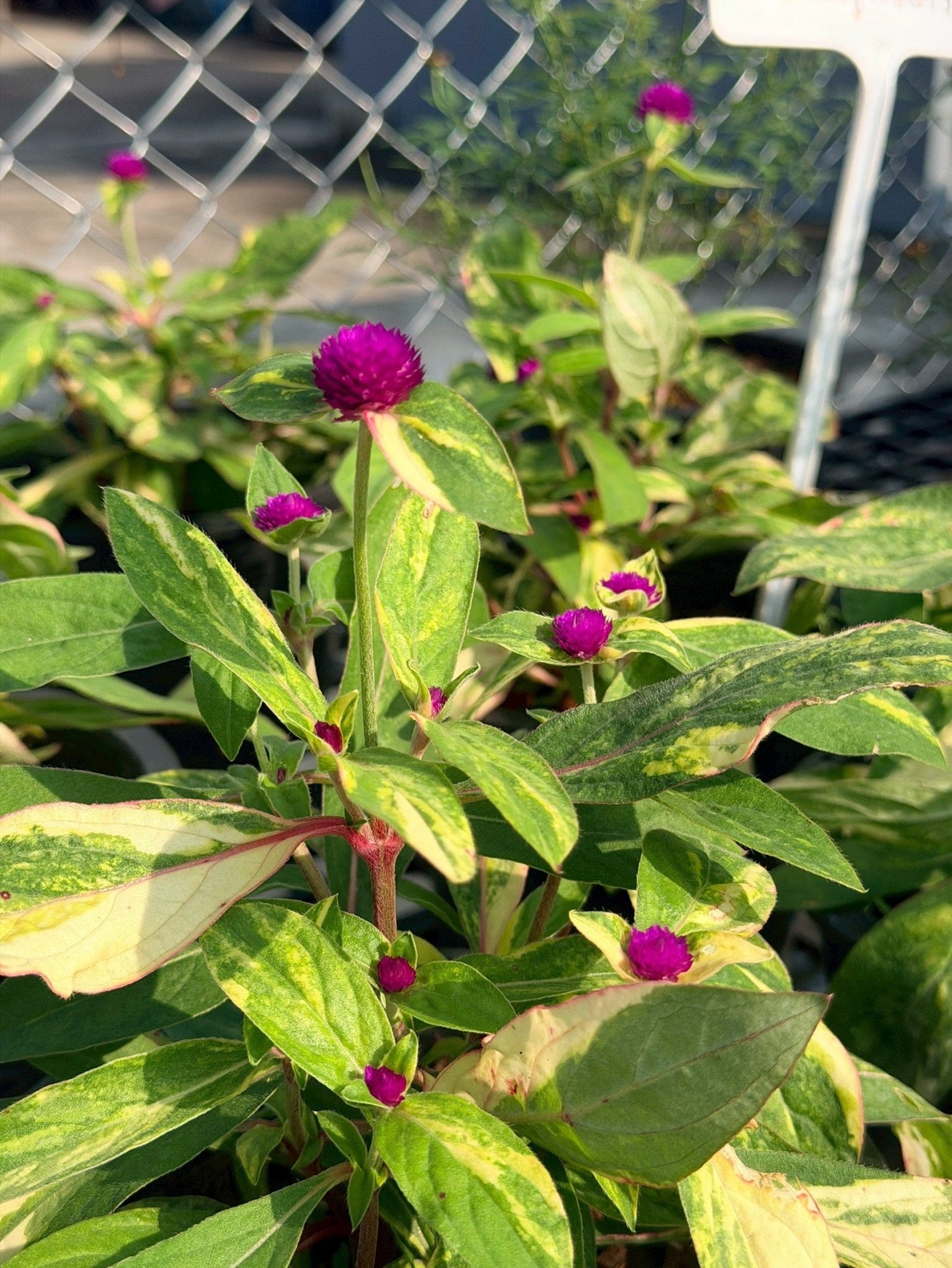บานไม่รู้โรยด่าง (Variegated Globe Amaranth) กระถาง 6 นิ้ว - Pamathegardener
