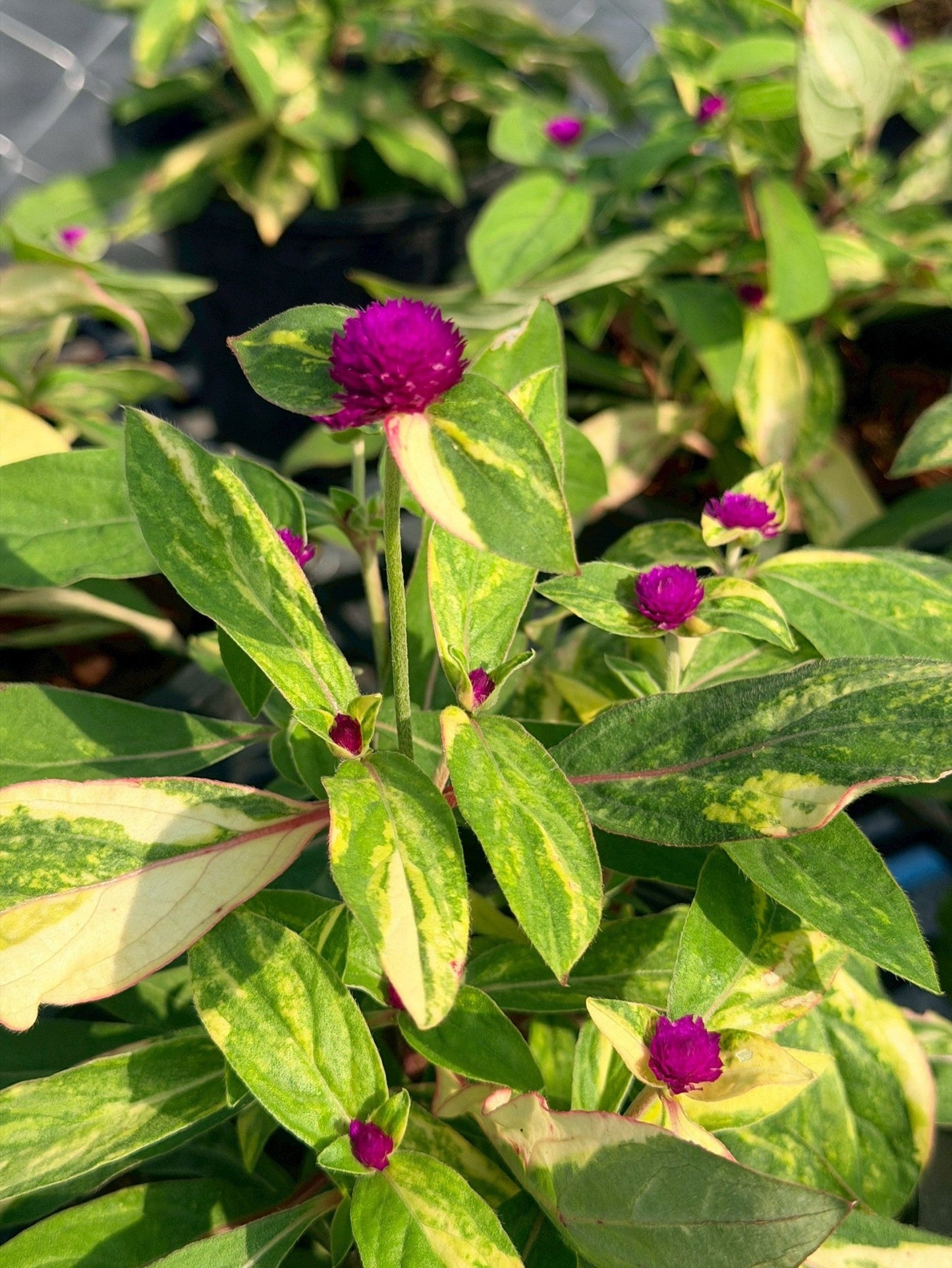 บานไม่รู้โรยด่าง (Variegated Globe Amaranth) กระถาง 6 นิ้ว - Pamathegardener
