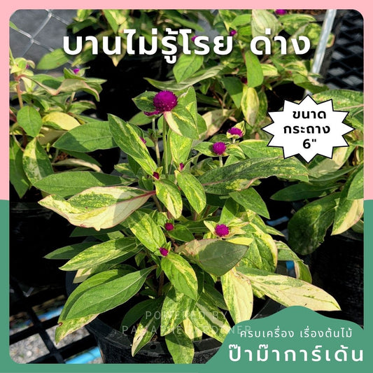 บานไม่รู้โรยด่าง (Variegated Globe Amaranth) กระถาง 6 นิ้ว - Pamathegardener