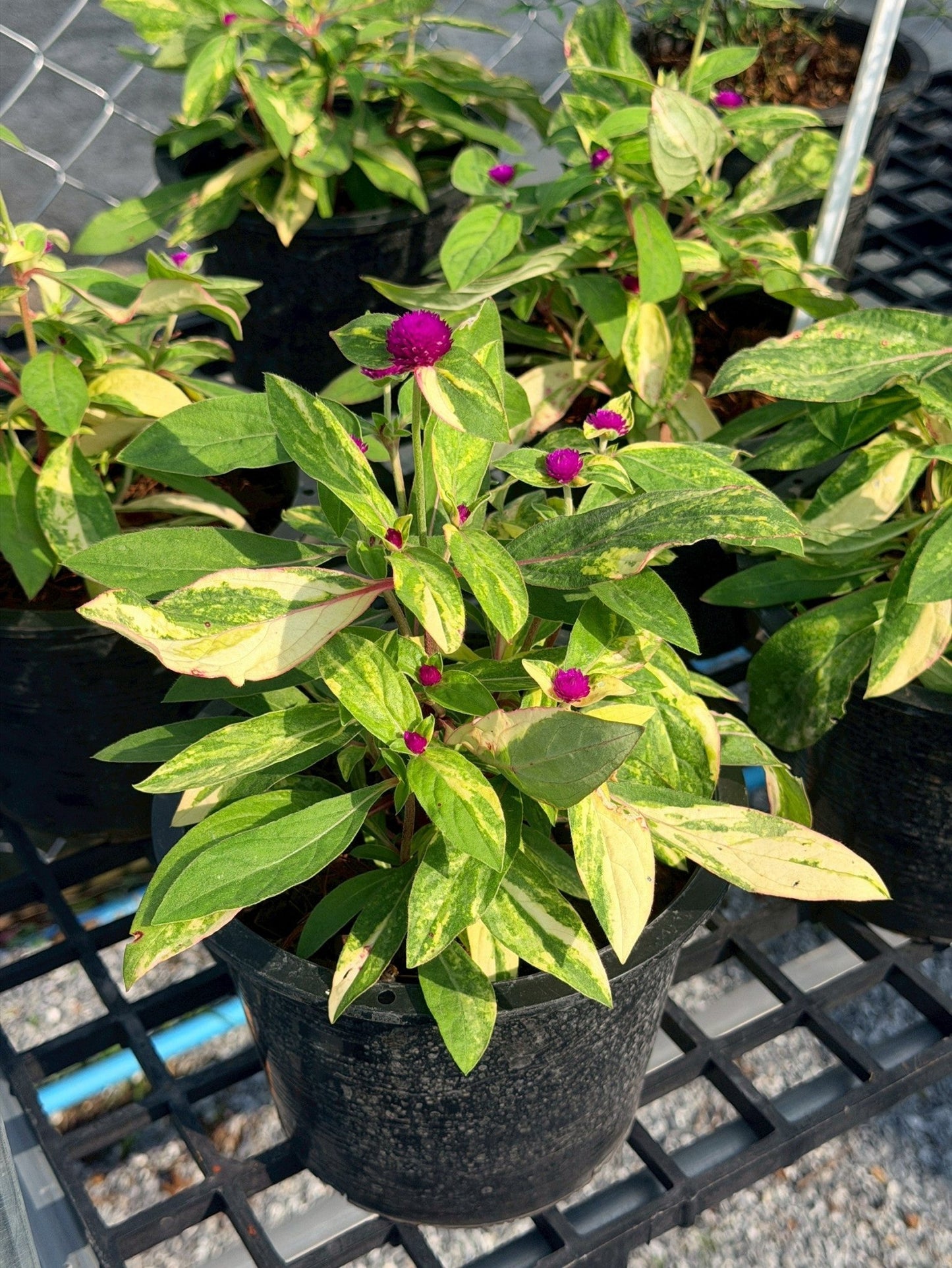 บานไม่รู้โรยด่าง (Variegated Globe Amaranth) กระถาง 6 นิ้ว - Pamathegardener