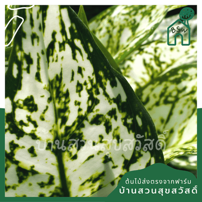อัญมณีขาว (White Aglaonema) ไม้มงคลเรียกทรัพย์ในกระถาง 5 - 6 นิ้ว - Pamathegardener