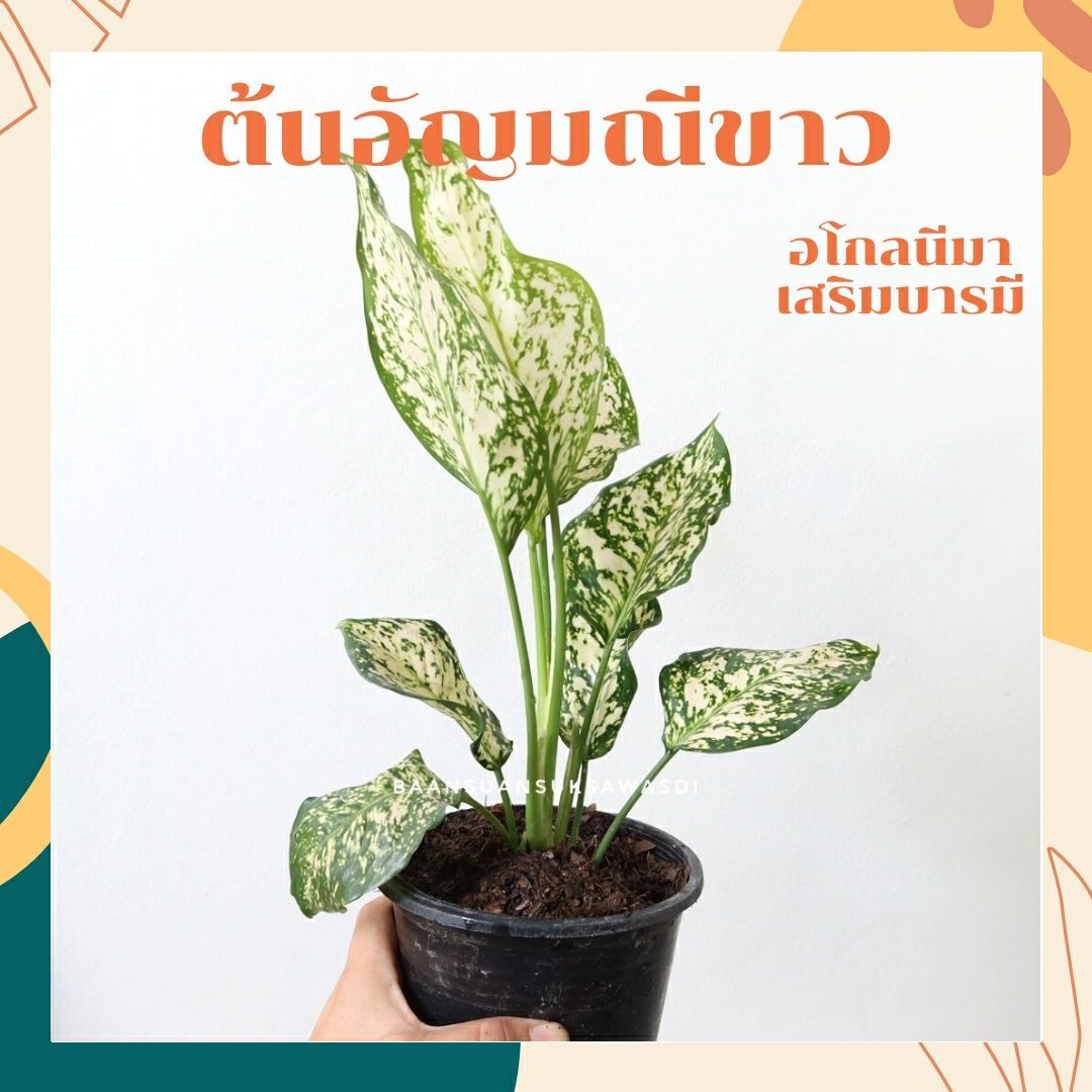 อัญมณีขาว (White Aglaonema) ไม้มงคลเรียกทรัพย์ในกระถาง 5 - 6 นิ้ว - Pamathegardener