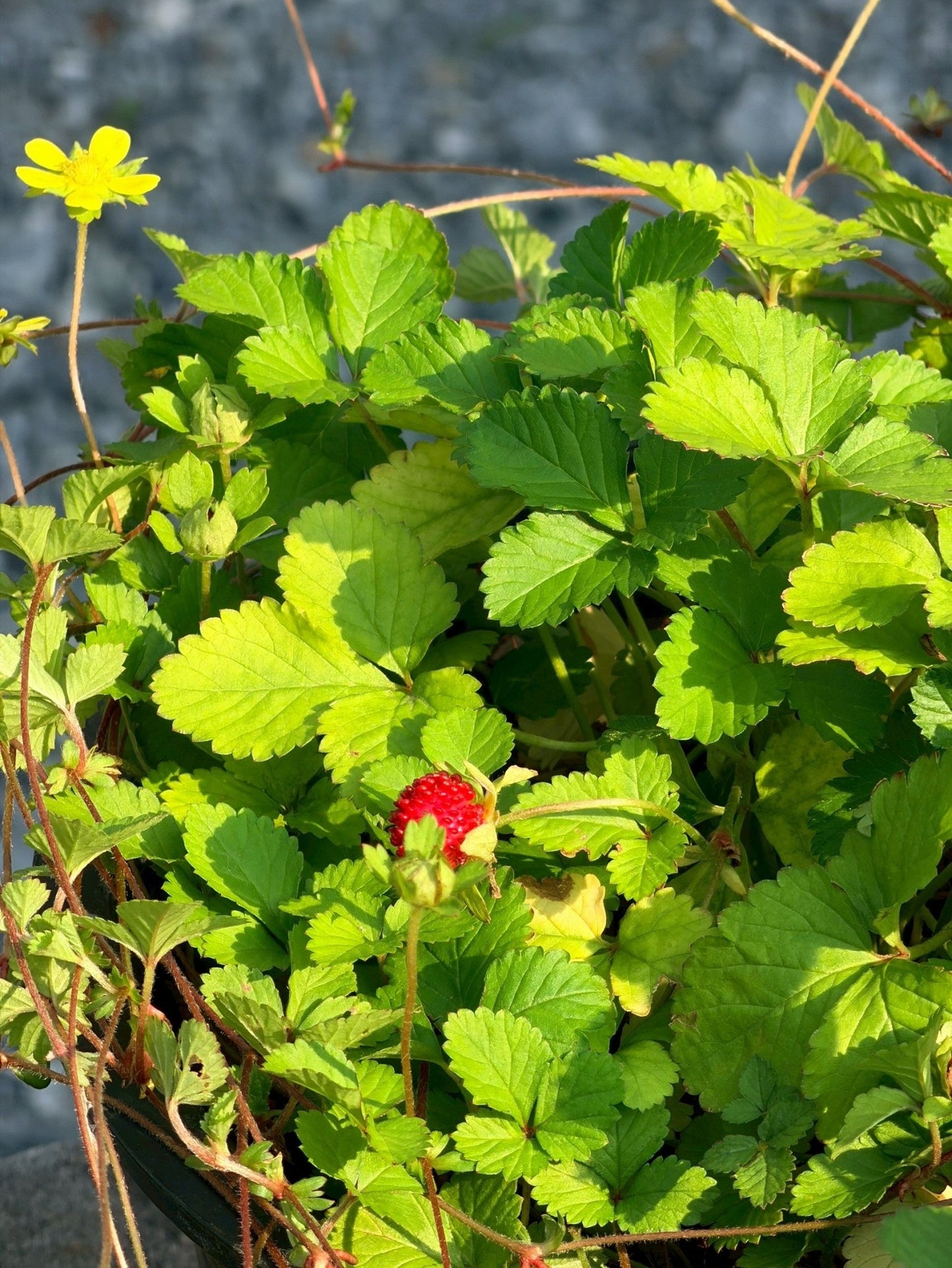 สตรอเบอรี่แคระป่า (Wild Dwarf Strawberry) กระถาง 6 นิ้ว - Pamathegardener
