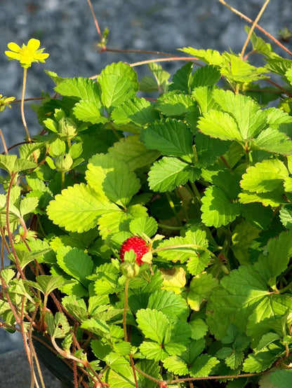 สตรอเบอรี่แคระป่า (Wild Dwarf Strawberry) กระถาง 6 นิ้ว - Pamathegardener