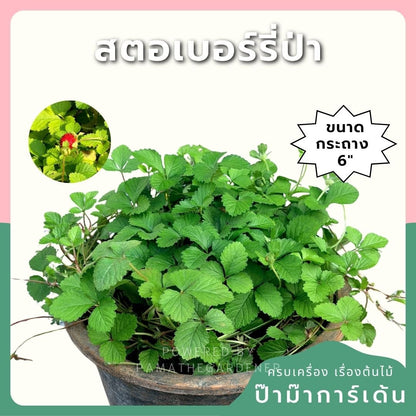 สตรอเบอรี่แคระป่า (Wild Dwarf Strawberry) กระถาง 6 นิ้ว - Pamathegardener