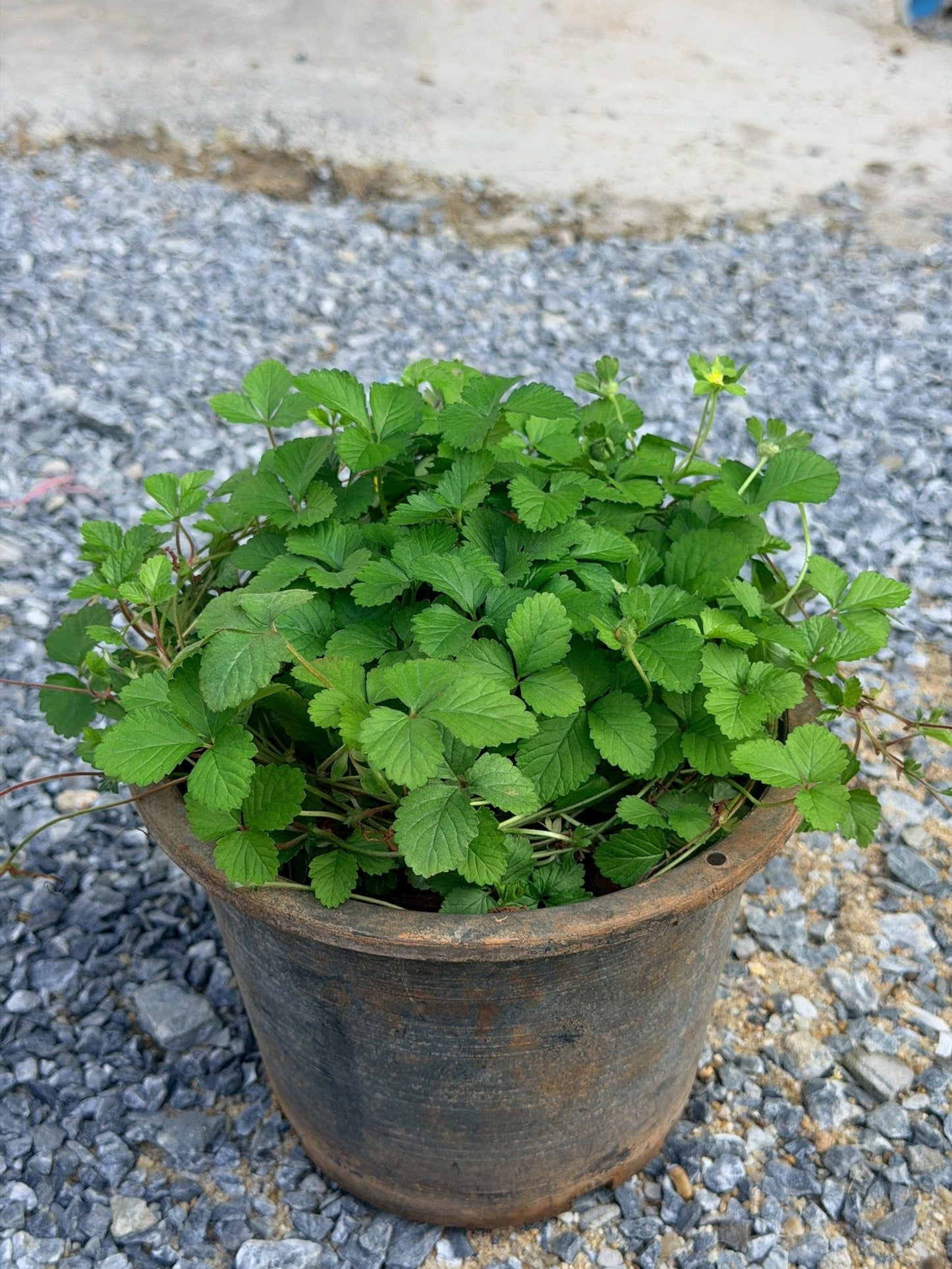 สตรอเบอรี่แคระป่า (Wild Dwarf Strawberry) กระถาง 6 นิ้ว - Pamathegardener