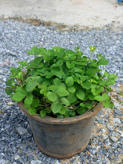 สตรอเบอรี่แคระป่า (Wild Dwarf Strawberry) กระถาง 6 นิ้ว - Pamathegardener