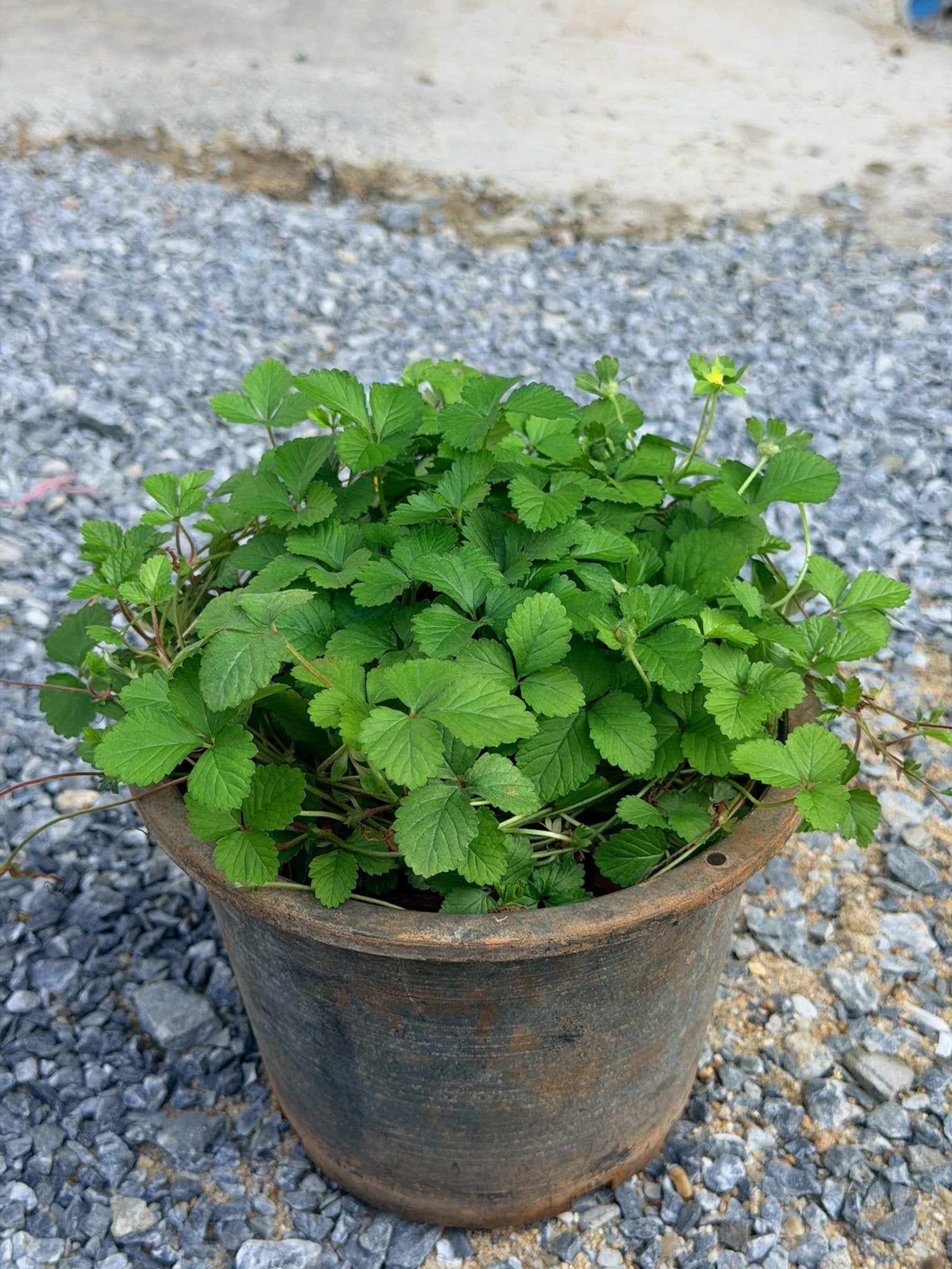 สตรอเบอรี่แคระป่า (Wild Dwarf Strawberry) กระถาง 6 นิ้ว - Pamathegardener