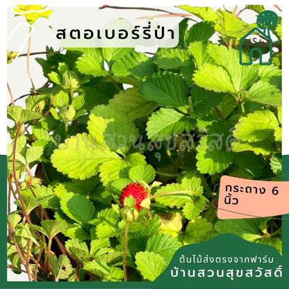 สตรอเบอรี่แคระป่า (Wild Dwarf Strawberry) กระถาง 6 นิ้ว - Pamathegardener
