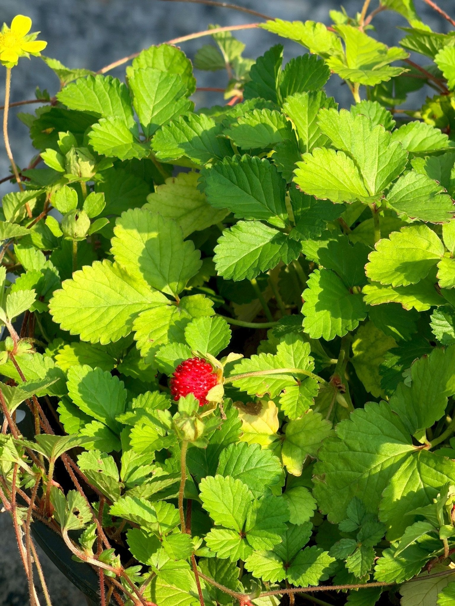 สตรอเบอรี่แคระป่า (Wild Dwarf Strawberry) กระถาง 6 นิ้ว - Pamathegardener