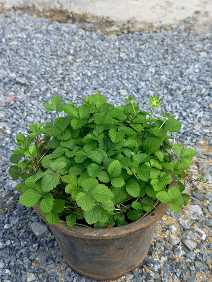 สตรอเบอรี่แคระป่า (Wild Dwarf Strawberry) กระถาง 6 นิ้ว - Pamathegardener