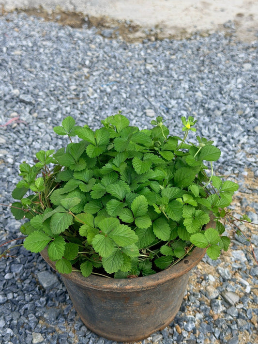 สตรอเบอรี่แคระป่า (Wild Dwarf Strawberry) กระถาง 6 นิ้ว - Pamathegardener