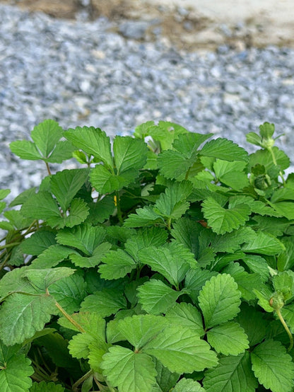 สตรอเบอรี่แคระป่า (Wild Dwarf Strawberry) กระถาง 6 นิ้ว - Pamathegardener