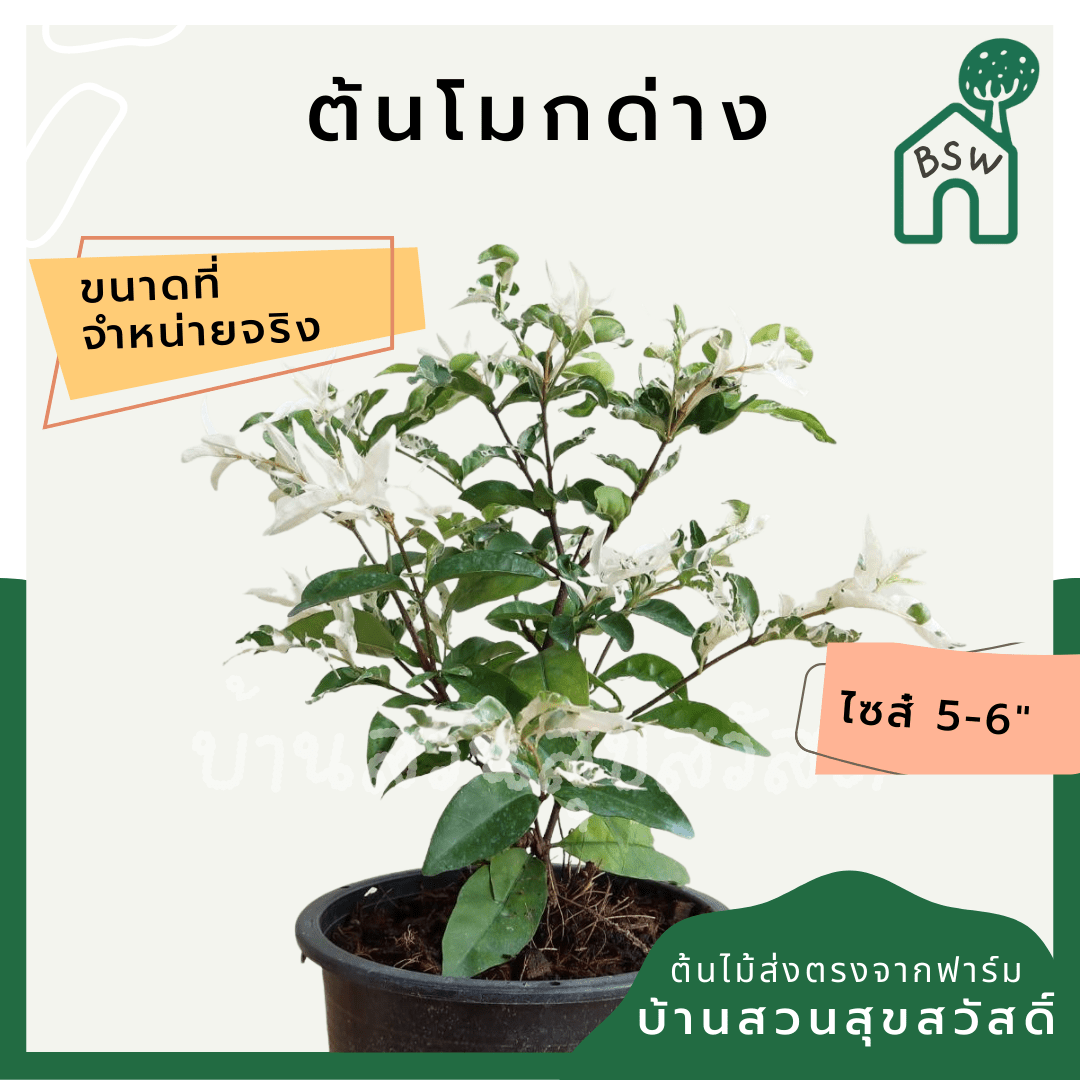โมกด่าง (Wrightia religiosa 'Variegata') ไม้มงคลในกระถาง 5 - 6 นิ้ว - Pamathegardener