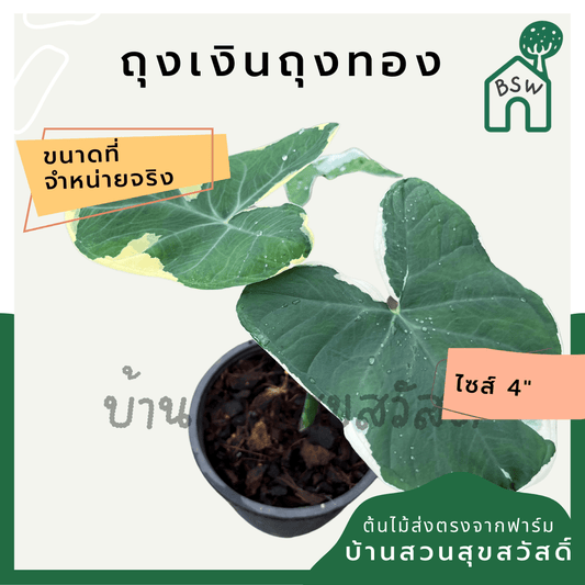 ถุงเงินถุงทอง (Xanthosoma Sagittifolium) ไม้มงคลในกระถางพร้อมตั้ง - Pamathegardener