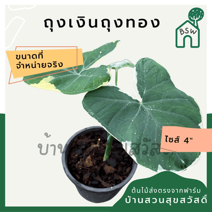 ถุงเงินถุงทอง (Xanthosoma Sagittifolium) ไม้มงคลในกระถางพร้อมตั้ง - Pamathegardener